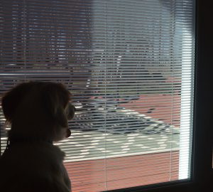 A dog sitting on the window sill looking out of a window.